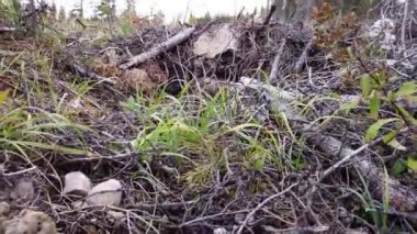 Logging across Canada in different seasons