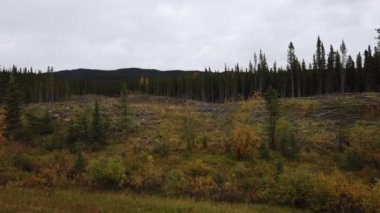 Logging in various areas in Canada