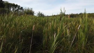 Boreal Forest Scene in Canada