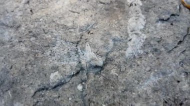 Fossils in a rock in Southern Ontario