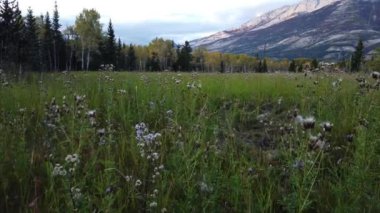 Jasper Alberta in the fall