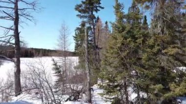Boreal Forest Scene in Canada