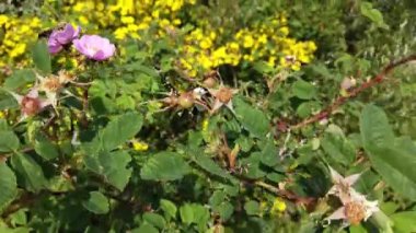 Calgary Alberta in the summer