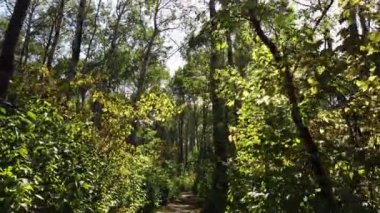 Boreal Forest Scene in Canada