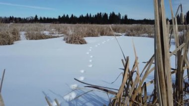 Boreal Forest Scene in Canada