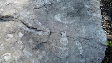 Fossils in a rock in Southern Ontario