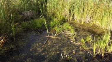 Boreal Forest Scene in Canada