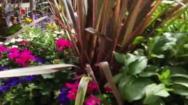 Calgary Alberta in the summer