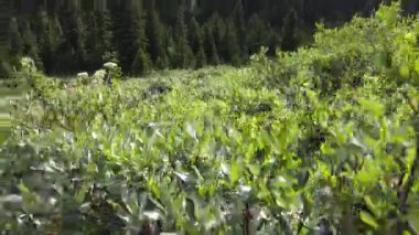 Kananaskis Country in the summer