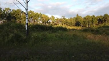 Boreal ormanı Kanada