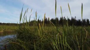 Boreal Forest Scene in Canada