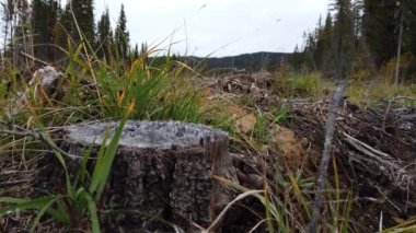 Logging across Canada in different seasons