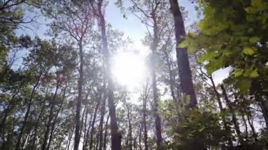 Boreal Forest Scene in Canada