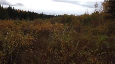 Boreal ormanı Kanada