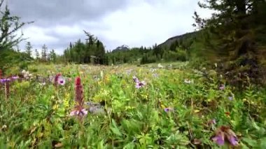 Banff Alberta Canada in the summer