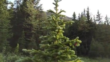 Kananaskis Country in the summer