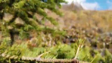 Jasper Alberta in the autumn