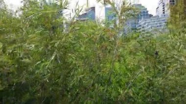 Calgary Alberta Canada in the summer