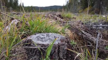 Logging across Canada in different seasons