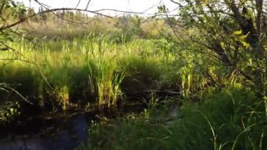 Boreal Forest Scene in Canada