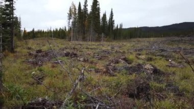 Logging across Canada in different seasons