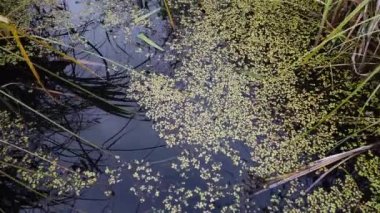 Boreal Forest Scene in Canada