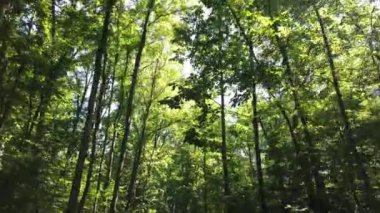 Ontario in the summer