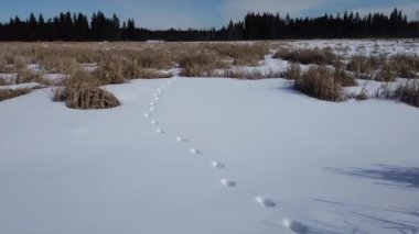 Boreal Forest Scene in Canada