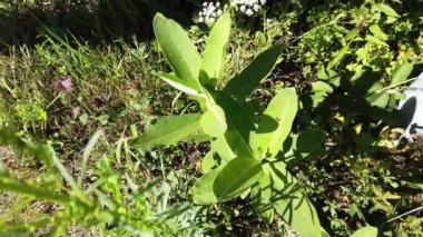 Milkweed in Southern Ontario