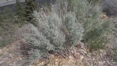 The Fraser River in BC