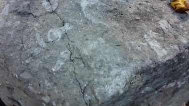 Fossils in a rock in Southern Ontario