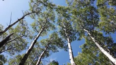 Boreal Forest Scene in Canada