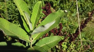 Milkweed in Southern Ontario