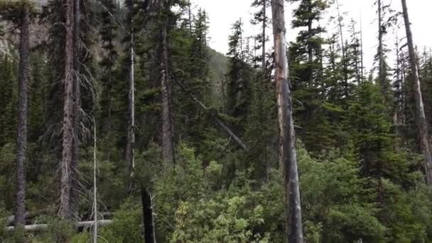 Banff Albert Canada Scenes — Vídeo de stock