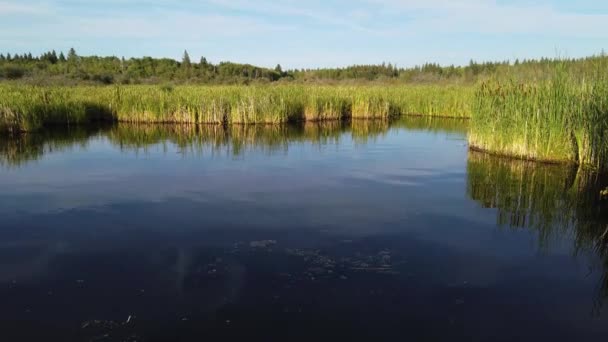 Boreal Forest Scene Canada — Stok video
