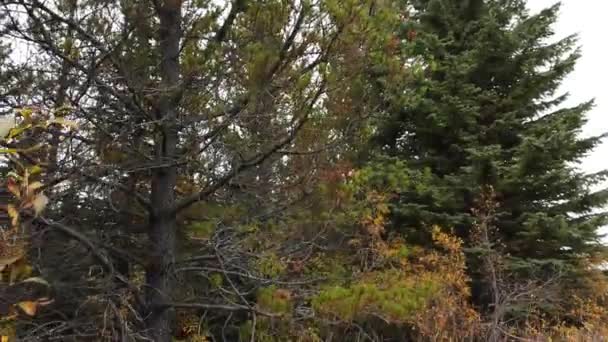 Logging Canada Different Seasons — Video Stock