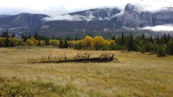 Jasper Alberta Fall — Stock Video