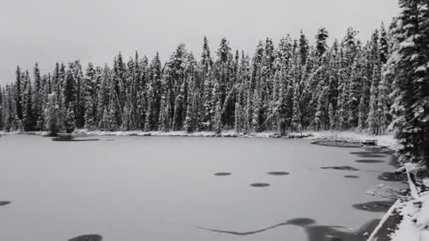 Kanada Boreális Erdők — Stock videók