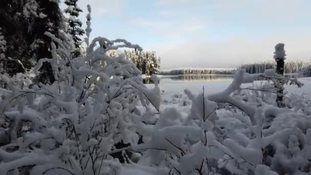 Αρκτικές Δασικές Σκηνές Στον Καναδά — Αρχείο Βίντεο