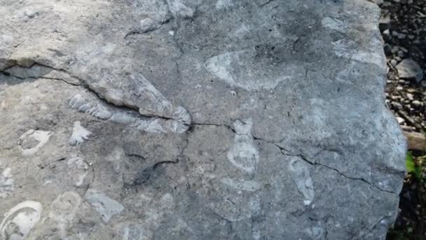 Fossils Rock Southern Ontario — Vídeo de Stock