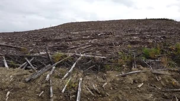 Logging Canada Different Seasons — Stok video