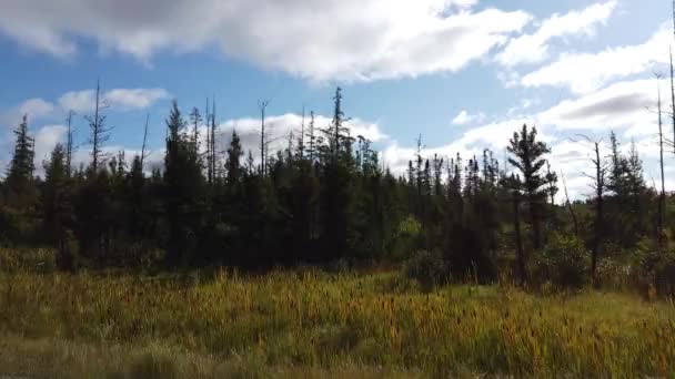 Northern Ontario Late Summer — Stock Video