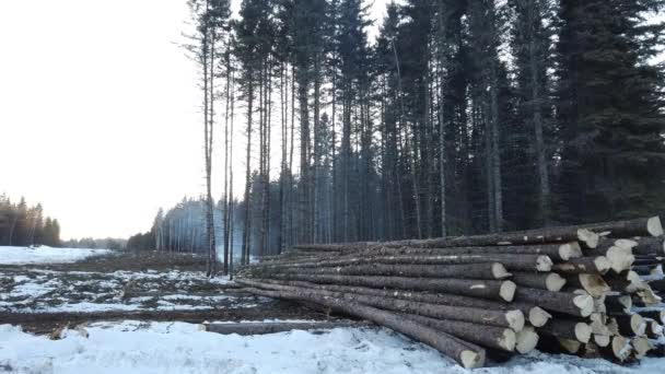 Logging Various Areas Canada — Video Stock