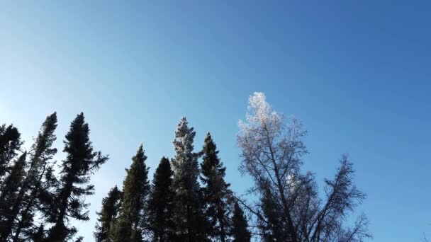 Boreal Forest Scene Canada — Wideo stockowe