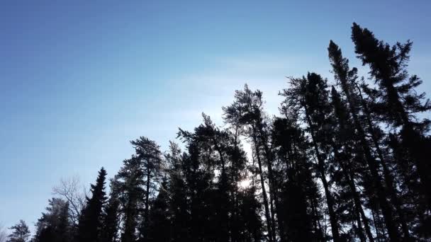 Boreal Forest Scene Canada — Wideo stockowe