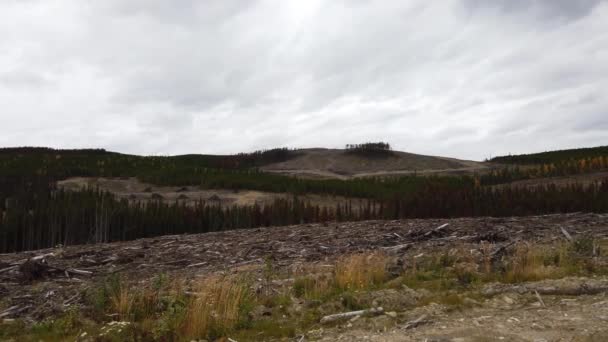 Logging Various Areas Canada — Stock Video