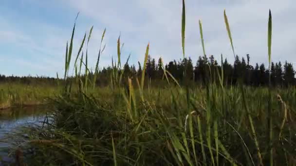 Boreal Forest Scene Canada — Vídeo de Stock