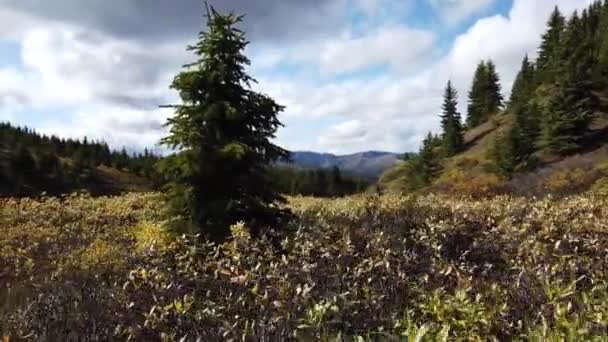 Jasper Alberta Autumn — Stock video