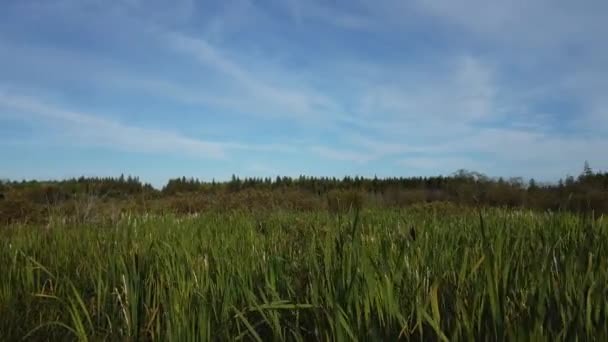 Boreal Forest Scene Canada — Vídeo de Stock