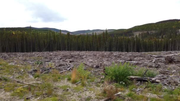 Logging Various Areas Canada — Stock video